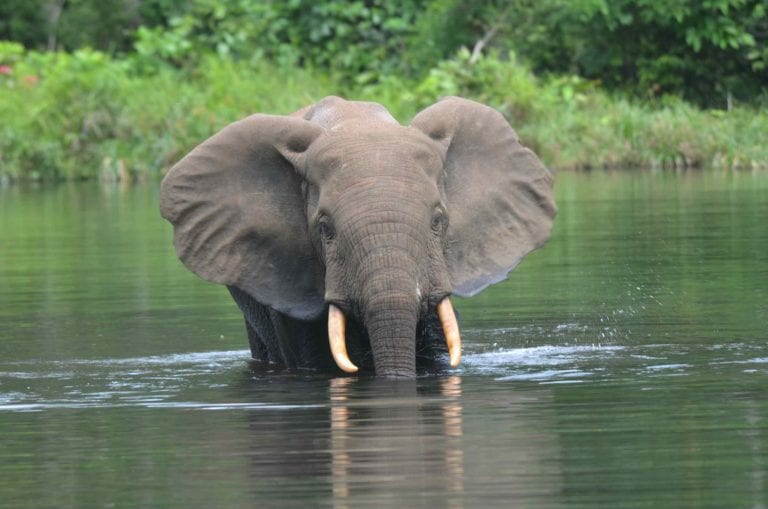 Today we’re profiling the amazing documentary 'Silent Forests', which takes you to the front lines of central Africa’s battle to save forest elephants.
