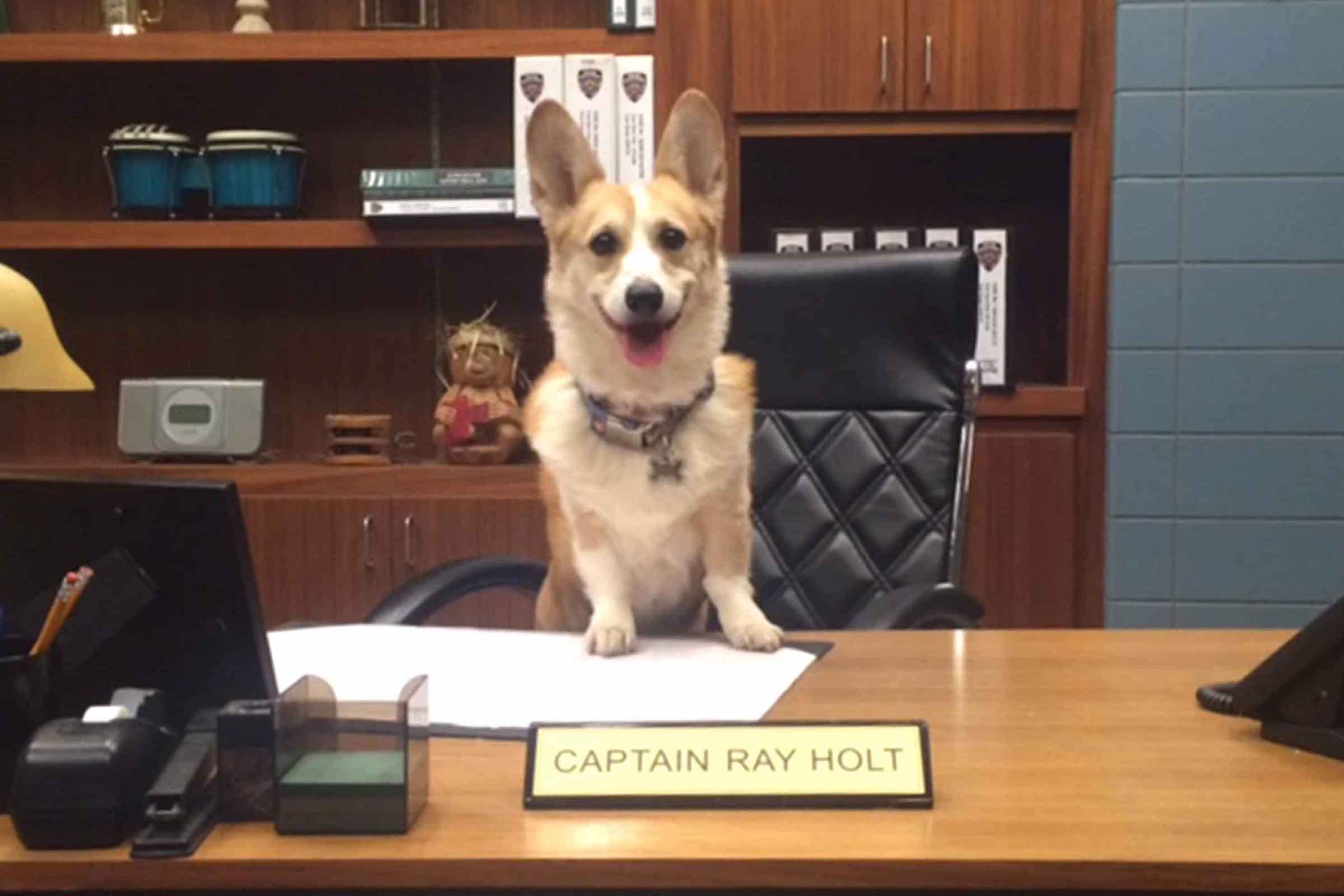 Cheddar Holt has passed. We revisit the legacy of the good dog from ‘Brooklyn Nine-Nine’.
