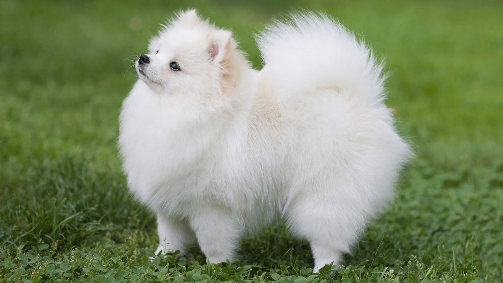 top ten cutest dog breeds