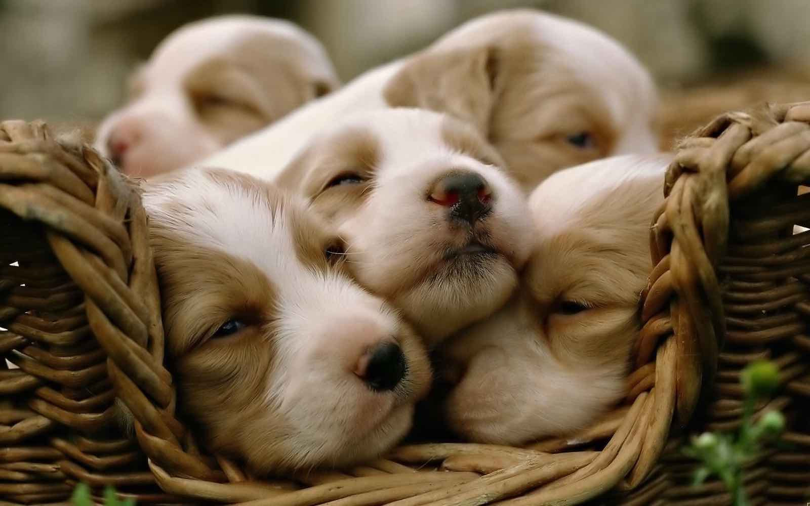 cute little puppies and kittens