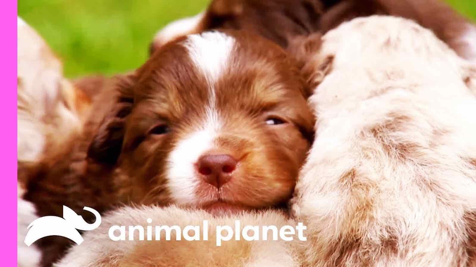 Puppies And Kittens Here S Why Too Cute Is The Show We Need Right Now Film Daily