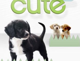 The world is slowly descending into chaos. That’s where 'Too Cute!' and their puppies and kittens comes in. Here's why 'Too Cute!' is the show we all need.