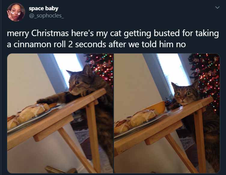 Cats truly run the world. Their adorableness hides their plans to take over the world. These cat memes give us a peek into their plans of world domination. 