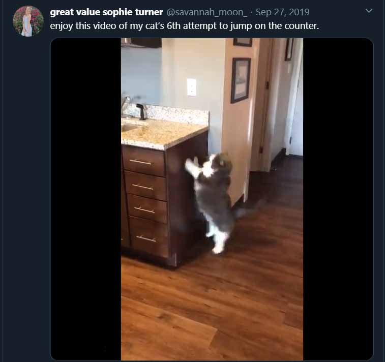 Cats truly run the world. Their adorableness hides their plans to take over the world. These cat memes give us a peek into their plans of world domination. 