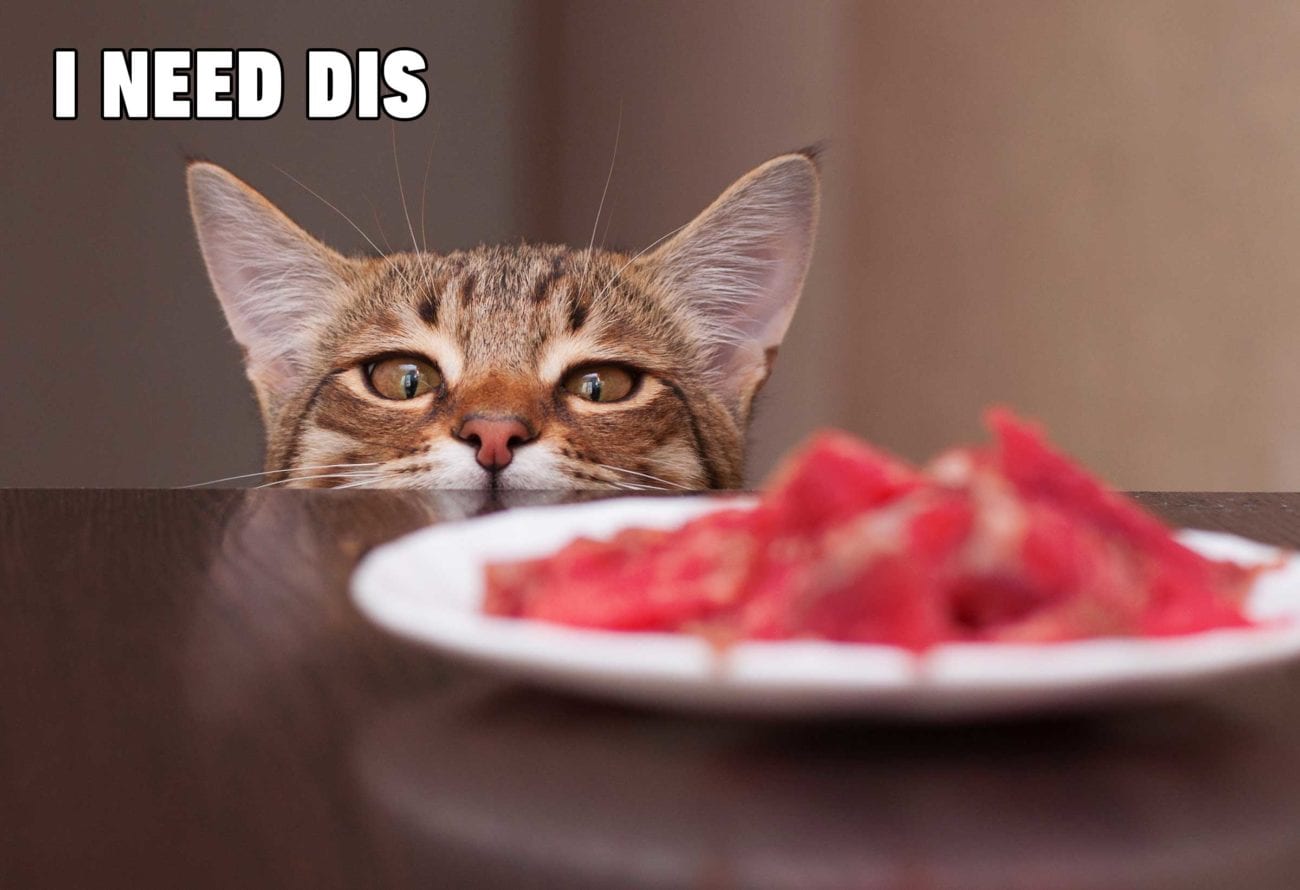 Need something to chase away the sequestration blues? Here are some funny cat memes to help get you through quarantine.