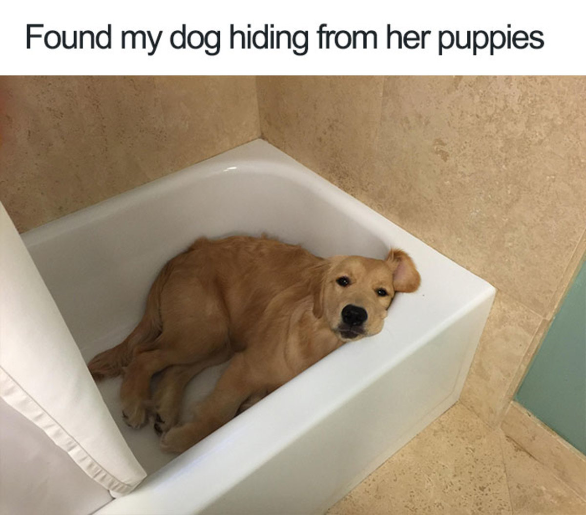 Here are all the funniest dog memes for your quarantine