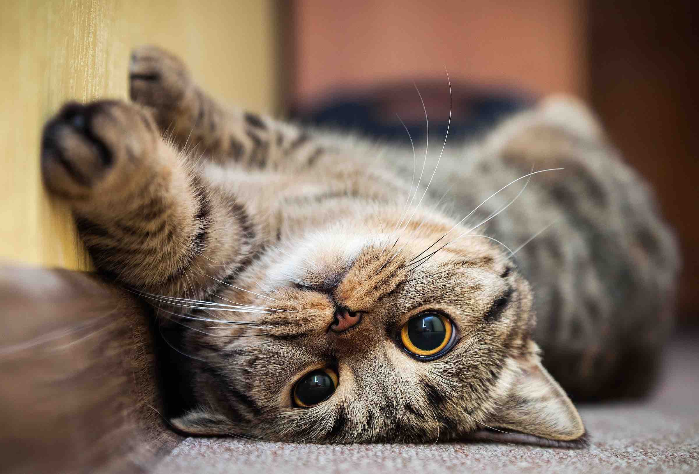 Here are the cutest cat videos to get you through quarantine – Film Daily