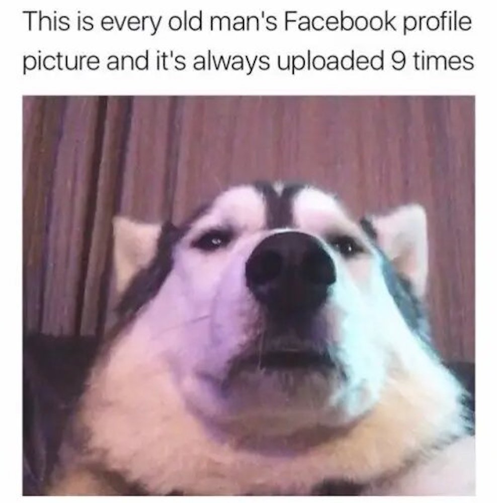 77+ Funny Facebook Dog Meme