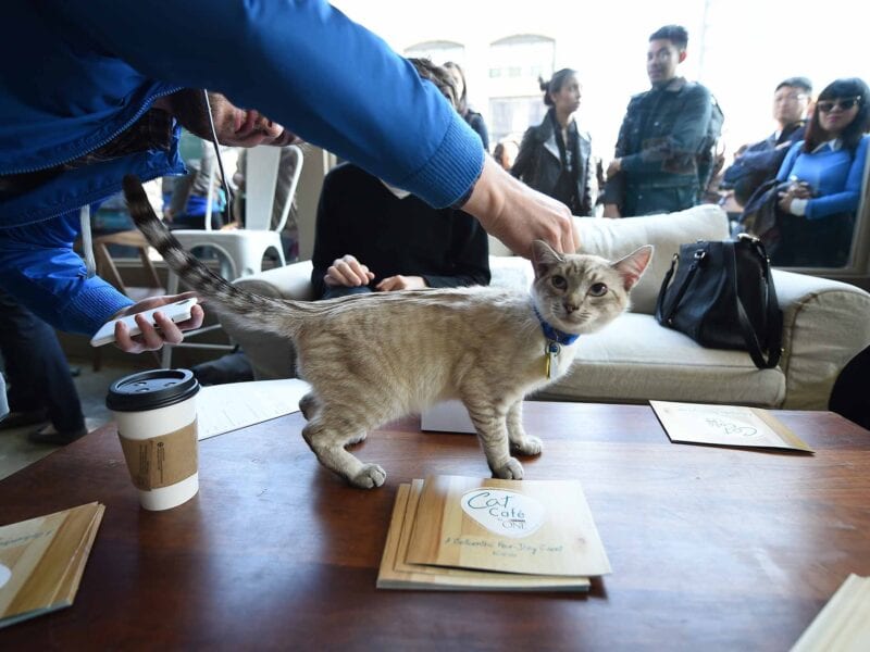 Have you been asking the same question "is there a cat cafe near me?" We recommend these gorgeous cat cafes!