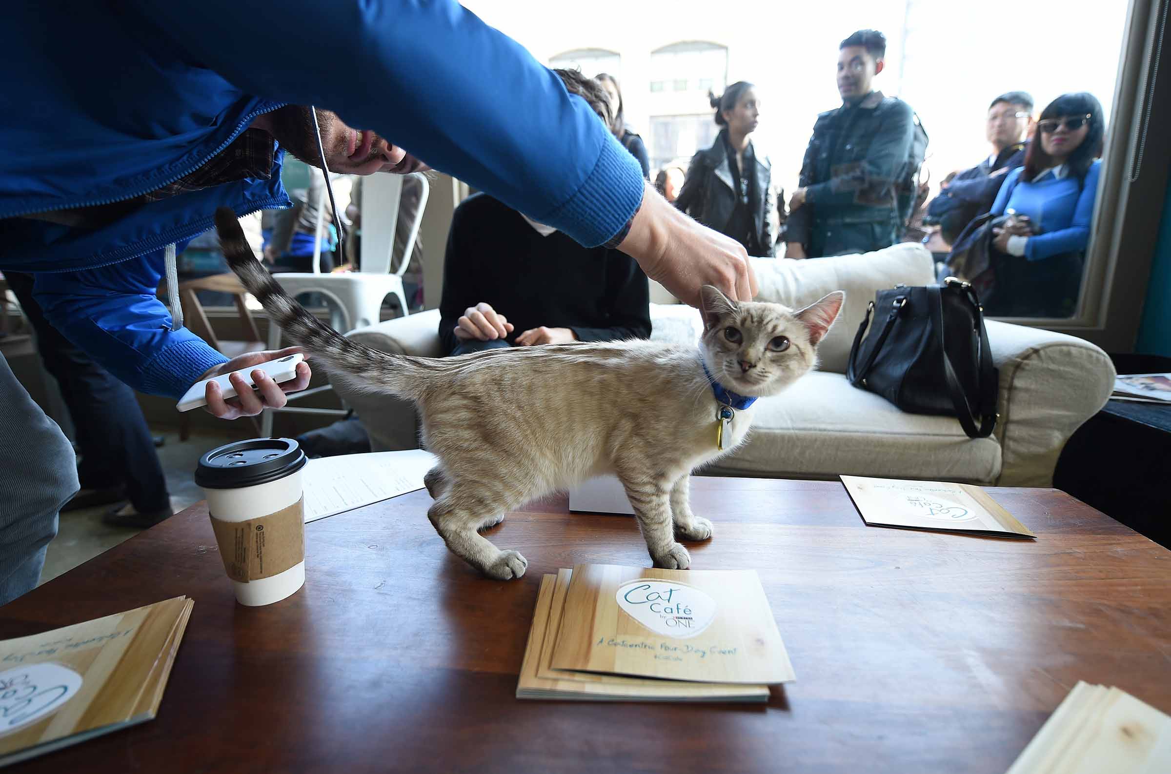 Morgan Alison Stewart Visiting The Cat S Attic Cat Cafe In Seoul