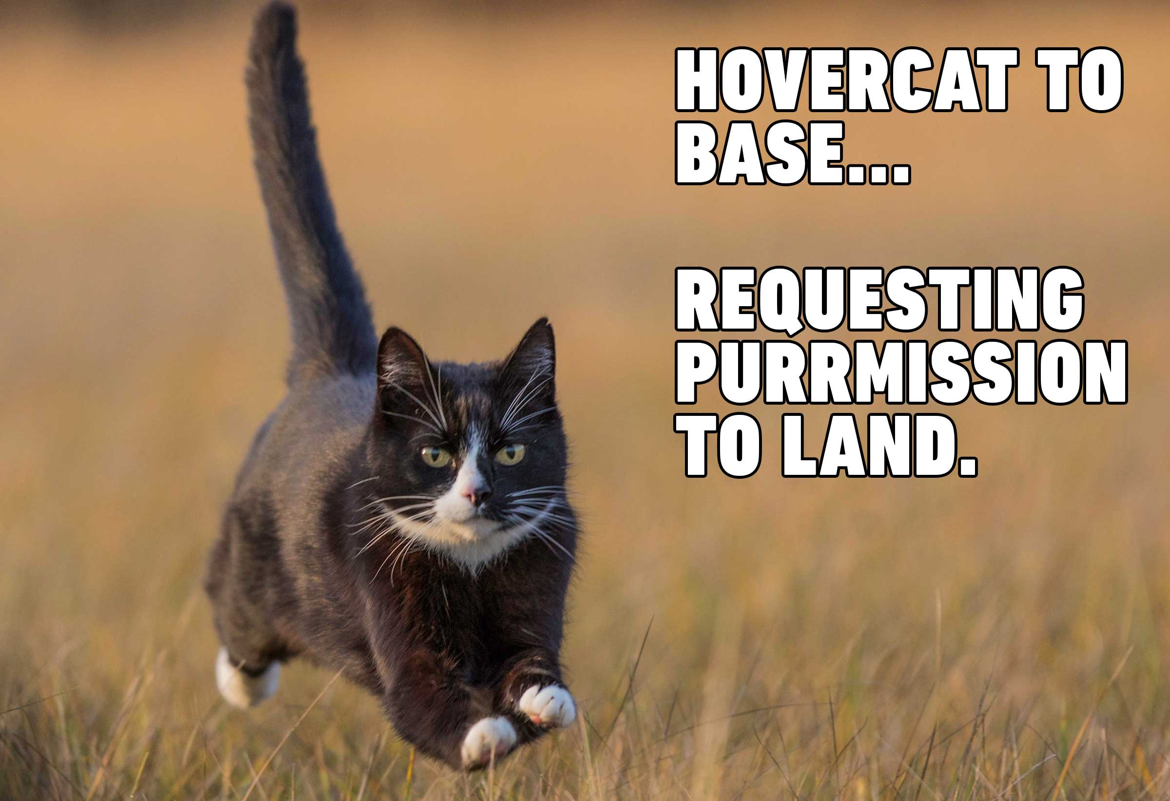 The Best Cat Memes Rcatmemes - vrogue.co