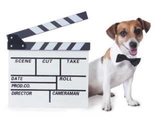 Dogs are such lovable fur babies who only want cuddles, belly rubs, and food for said bellies. Here are our favorite dogs in movies.