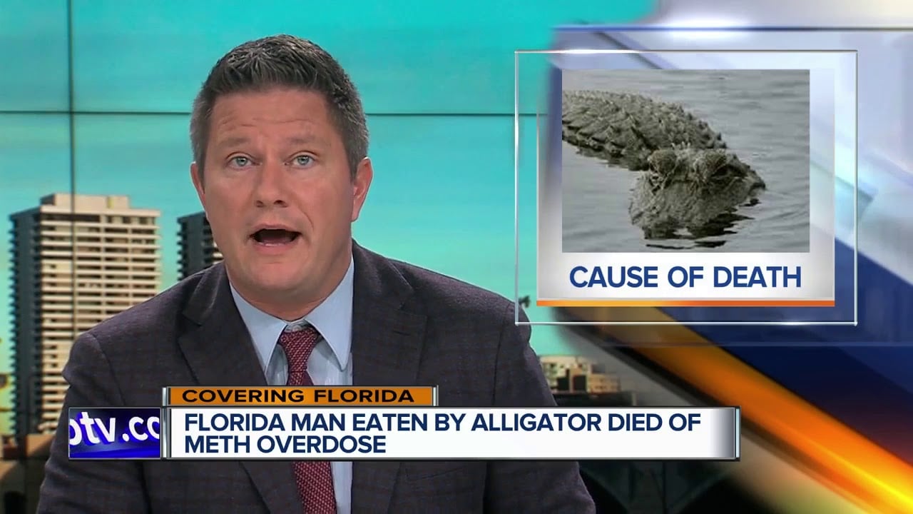 Florida Man is a different kind of animal, just like how Florida alligators are a different kind of alligator. But when the two collide, who wins?