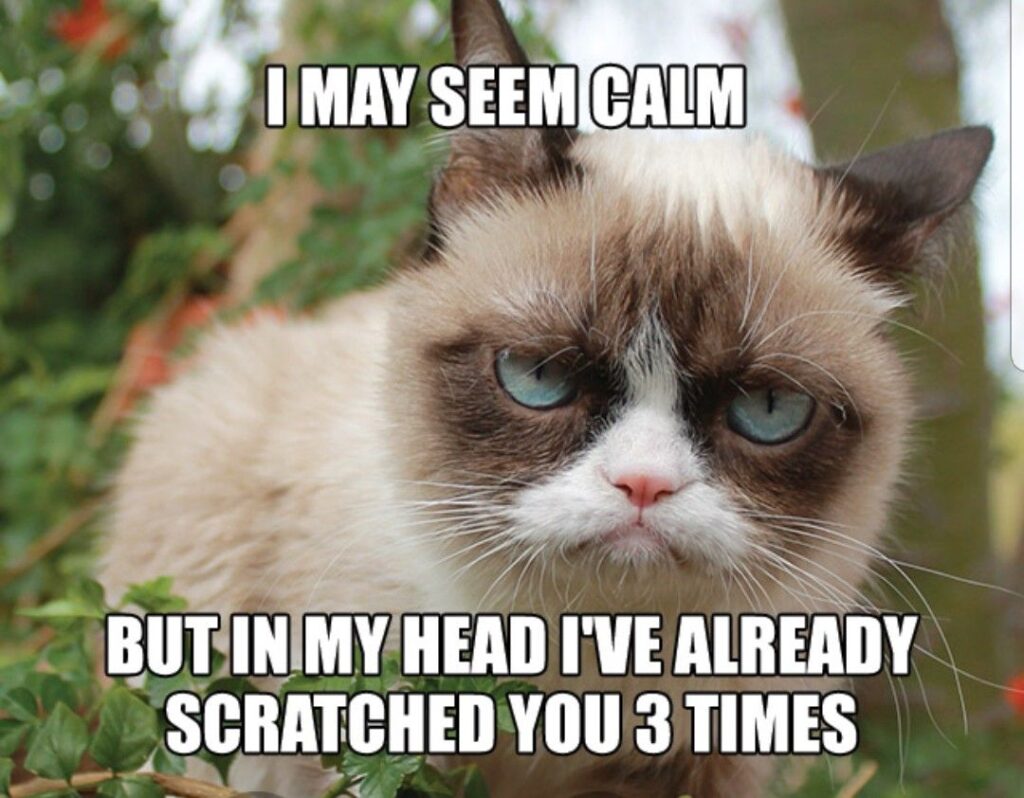 RIP Grumpy Cat: Frown with joy at these memes to celebrate her life ...