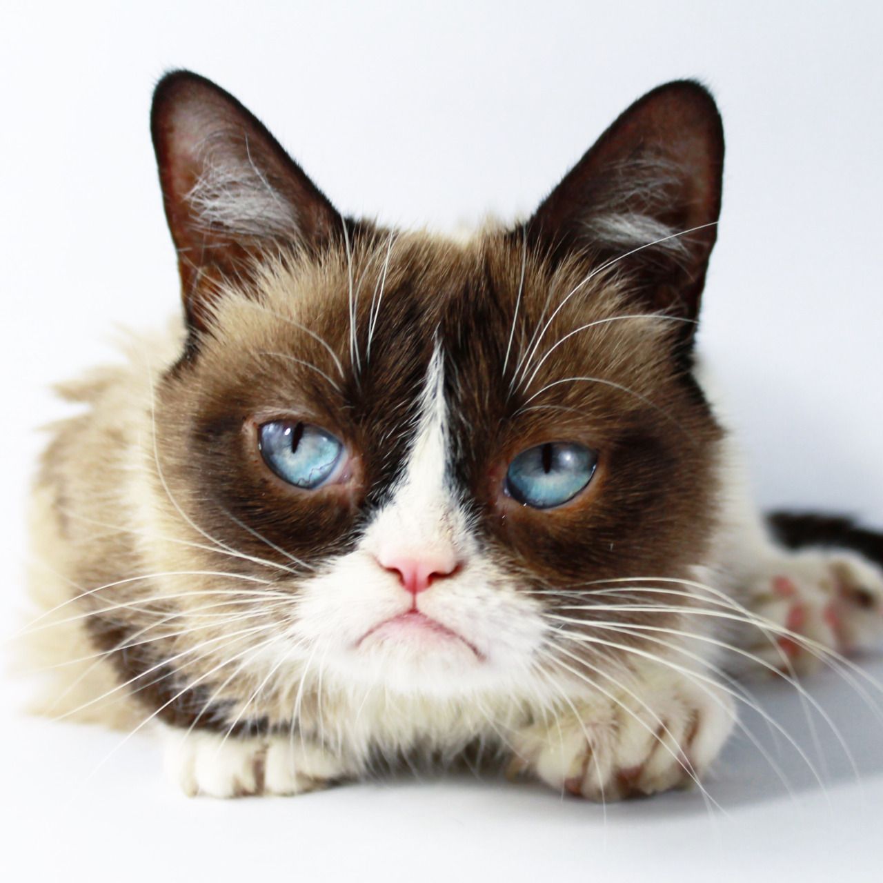 In order to remember the viral legend of Grumpy Cat, we’ve put together a list of the best memes to celebrate her life.
