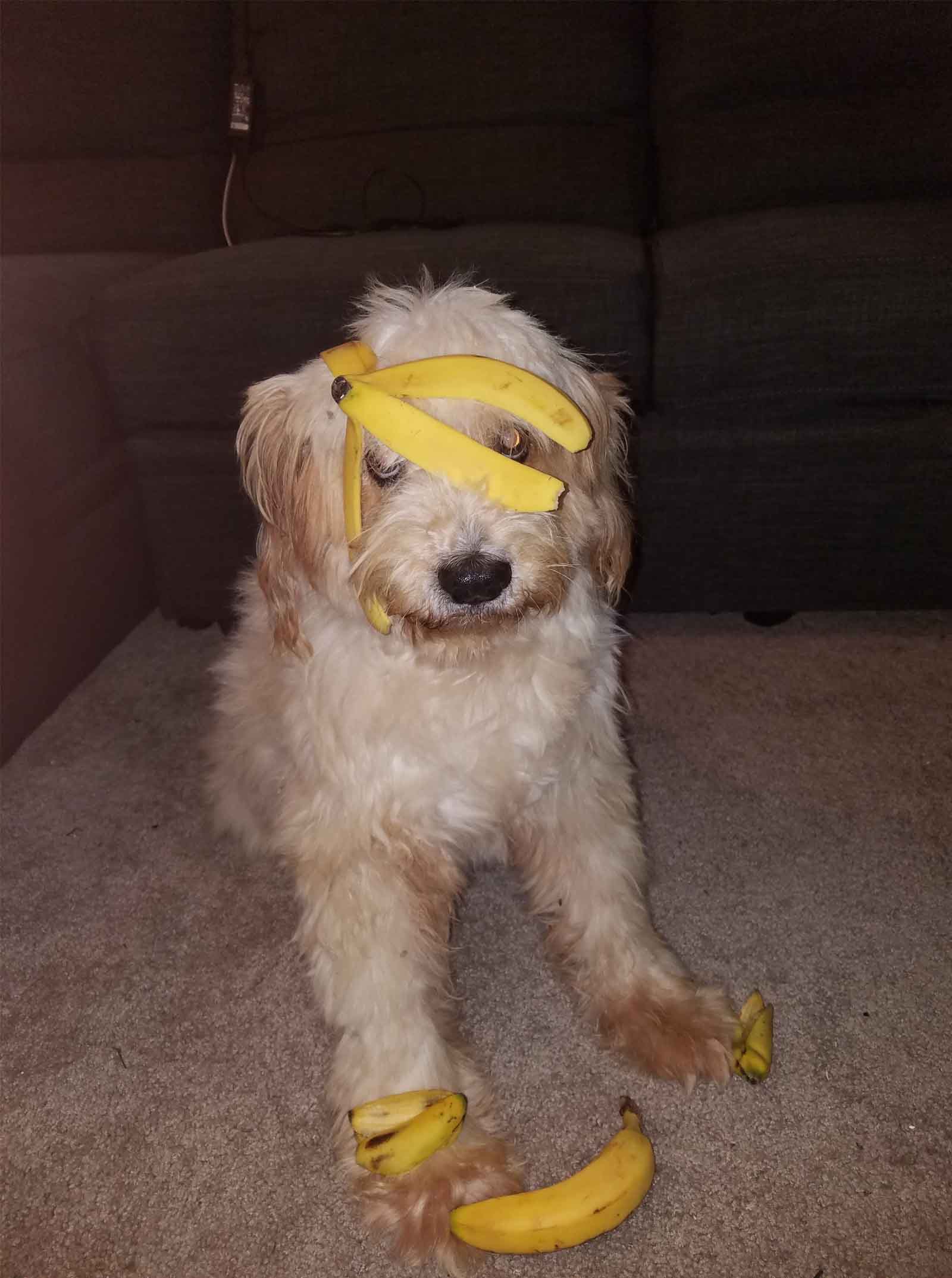 how much banana can i give my dog