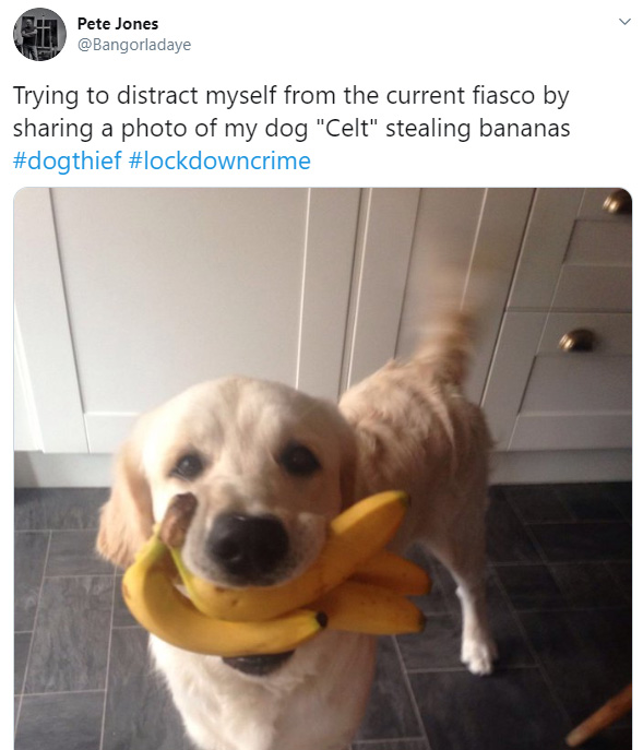 Can dogs eat bananas? These pictures say yes – yes, they can. – Film Daily