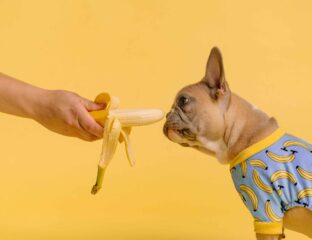 Can dogs eat bananas? They sure can. These pictures make it pretty clear that many dogs take to bananas as happily as if they were monkeys.