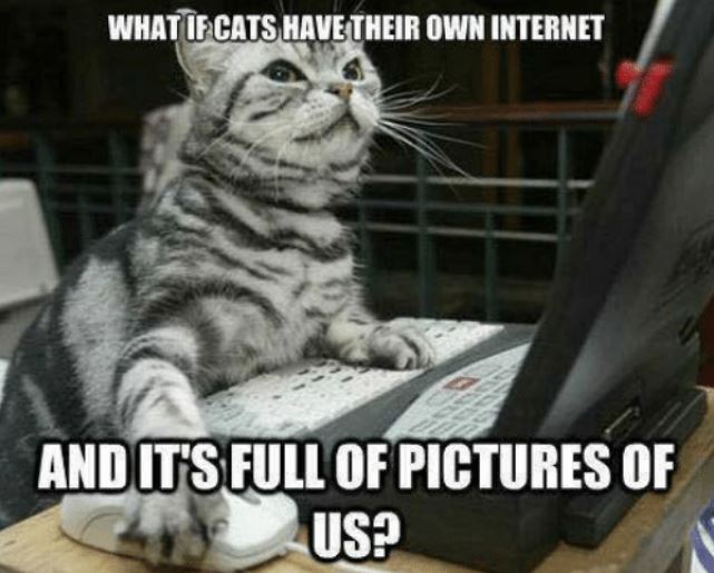 We like to believe that we own our cats, but our cats own us. If you don't believe us, check out these funny cat memes to open your eyes to the truth.