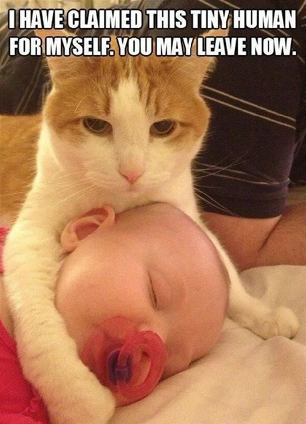 26 Funny Cat Pictures Taken At The Right Time Top13