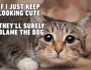 We like to believe that we own our cats, but our cats own us. If you don't believe us, check out these funny cat memes to open your eyes to the truth.