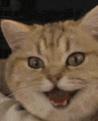 Still Bored These Cat Gifs Will Spice Up Your Group Chats Film Daily