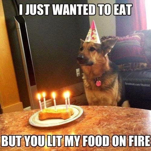 Love dogs? These amazing memes will keep you laughing for ...