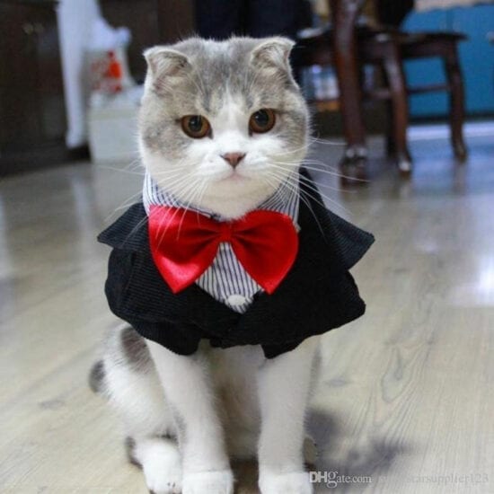 Funny cat pictures: These stylish felines look absolutely purr-fect ...