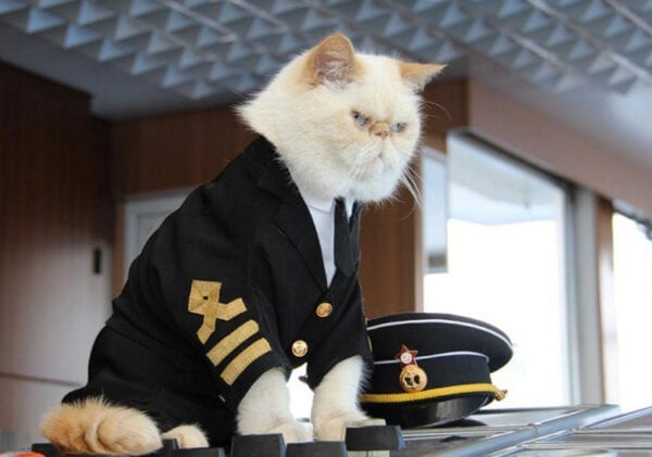 Funny Cat Pictures: These Stylish Felines Look Absolutely Purr-fect 