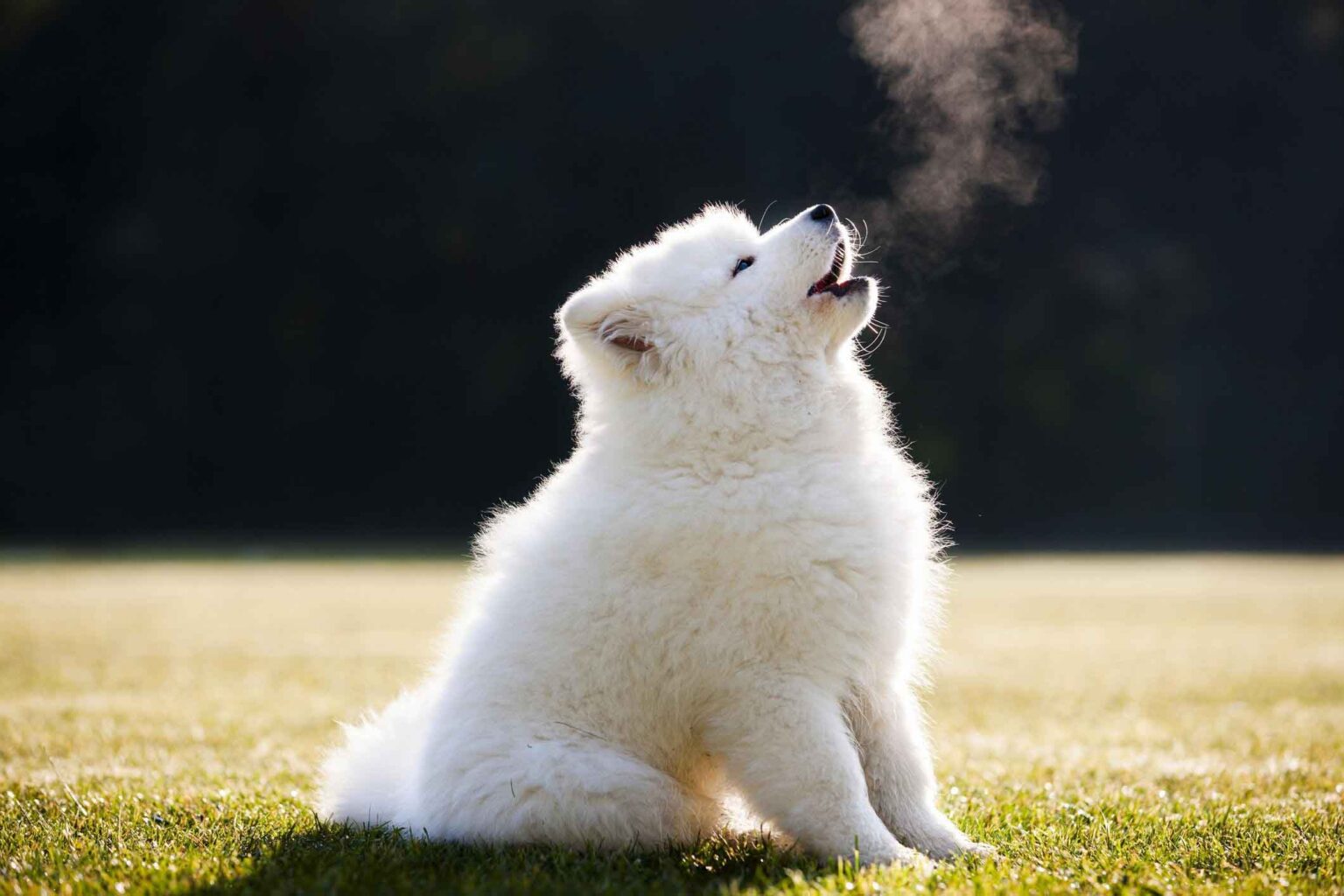 We’ve put together a list of videos where dogs are howling – a habit most would find annoying, but we promise, these videos will change your mind.