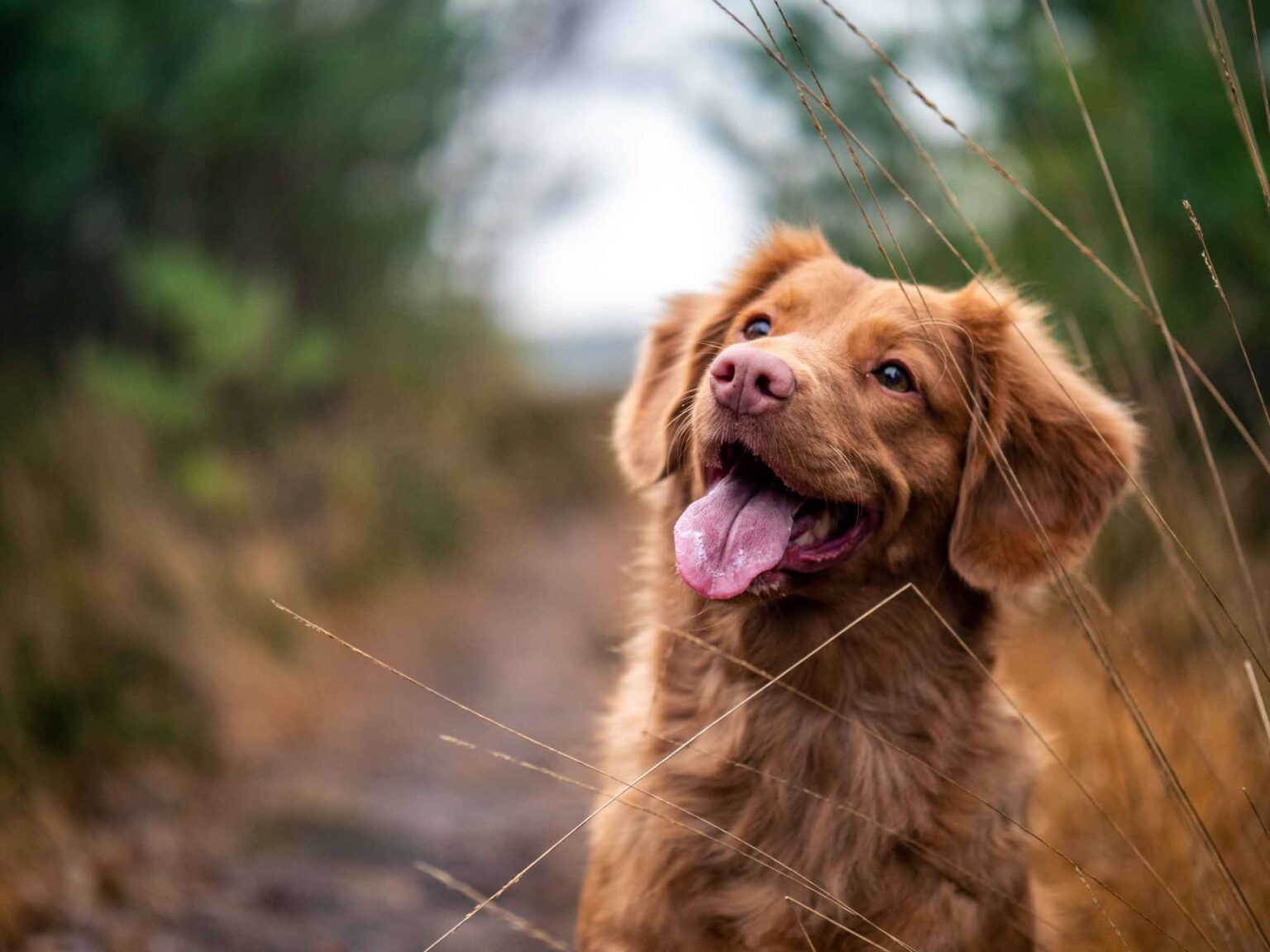 There’s nothing better than living with a dog. Here are a few quotes from some like-minded people for you to see which ones you relate to.