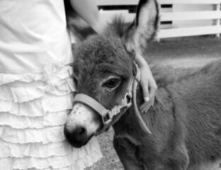 Baby donkeys are here and they are cute and we should never stop looking at them. Here are a few of our favorites.