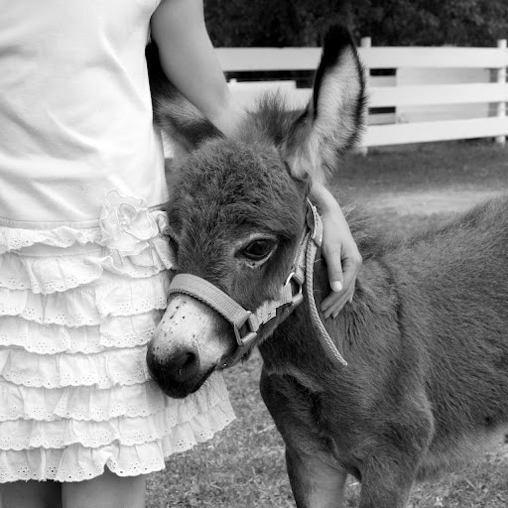 Baby donkeys are here and they are cute and we should never stop looking at them. Here are a few of our favorites.