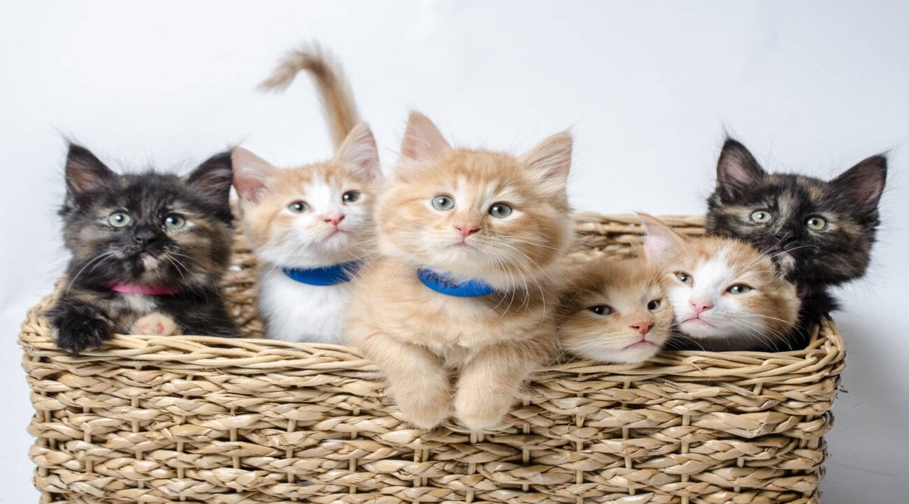 Today is National Kitten Day! A lovely day indeed, to celebrate our tiny, furry, feline friends. Listen to these kittens meowing.