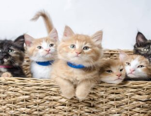 Today is National Kitten Day! A lovely day indeed, to celebrate our tiny, furry, feline friends. Listen to these kittens meowing.
