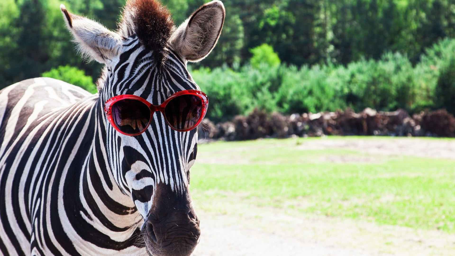 Зебра в очках
