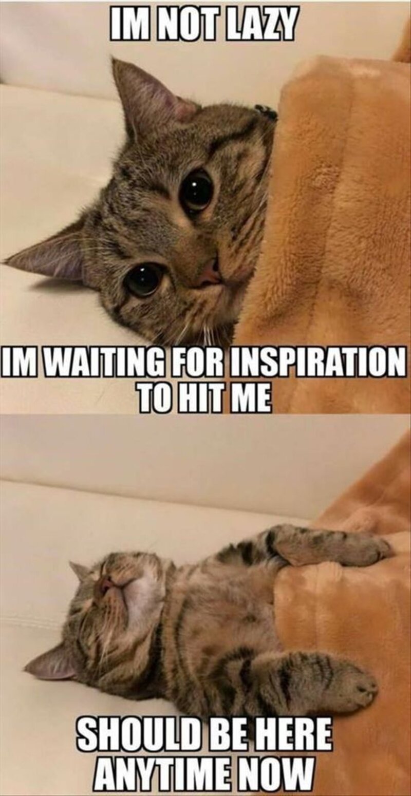 Cute Animal Memes Prepare To Say Nothing But Aww For Ten Minutes Film Daily