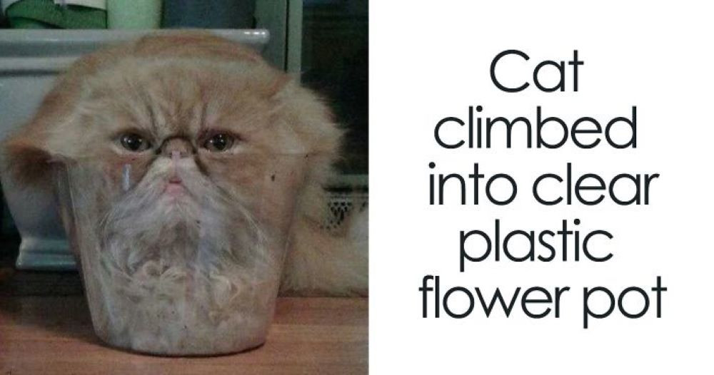 "If I fits I sits": Funny cat memes to prove cats are a ...