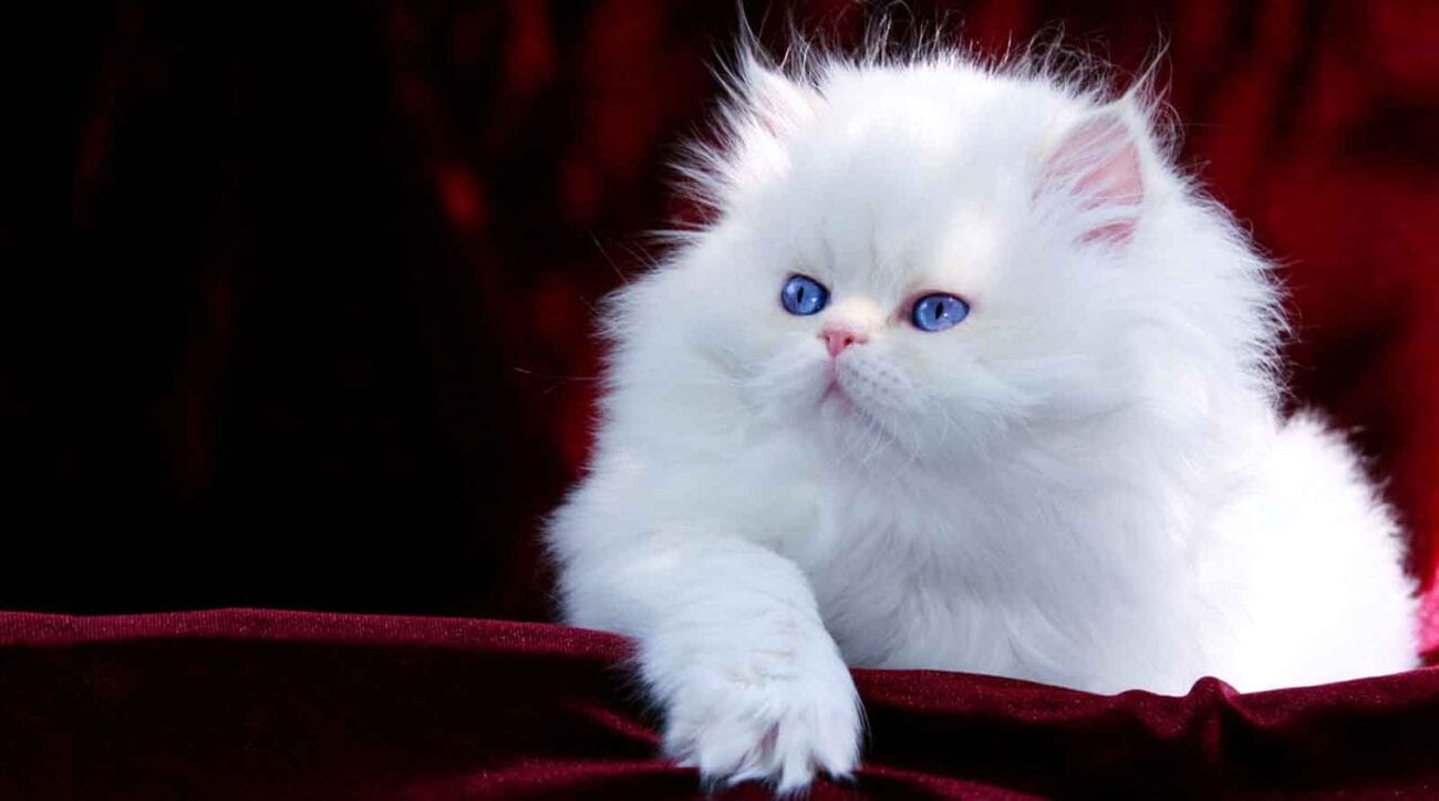 Persian kittens are adorable, like all kittens inherently are, but Persian kittens have the edge, with smooshed faces and fluffy fur, they're the best.