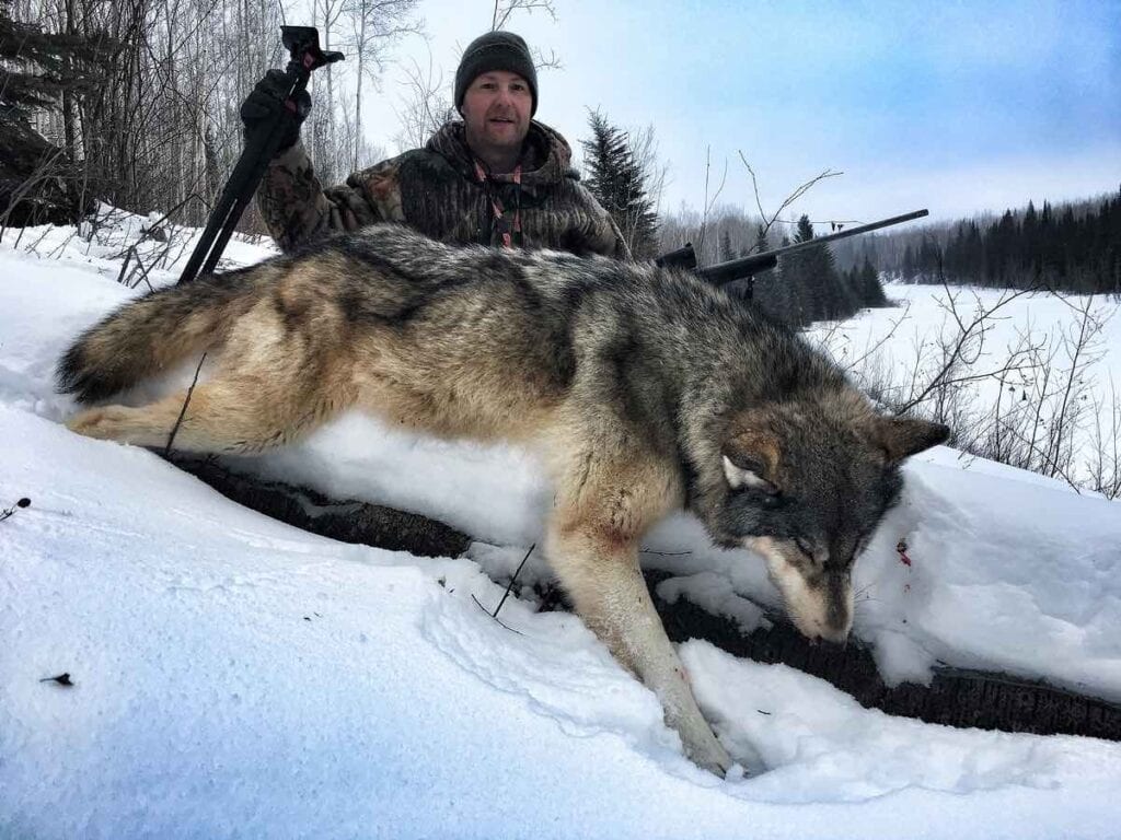 hunted wolf