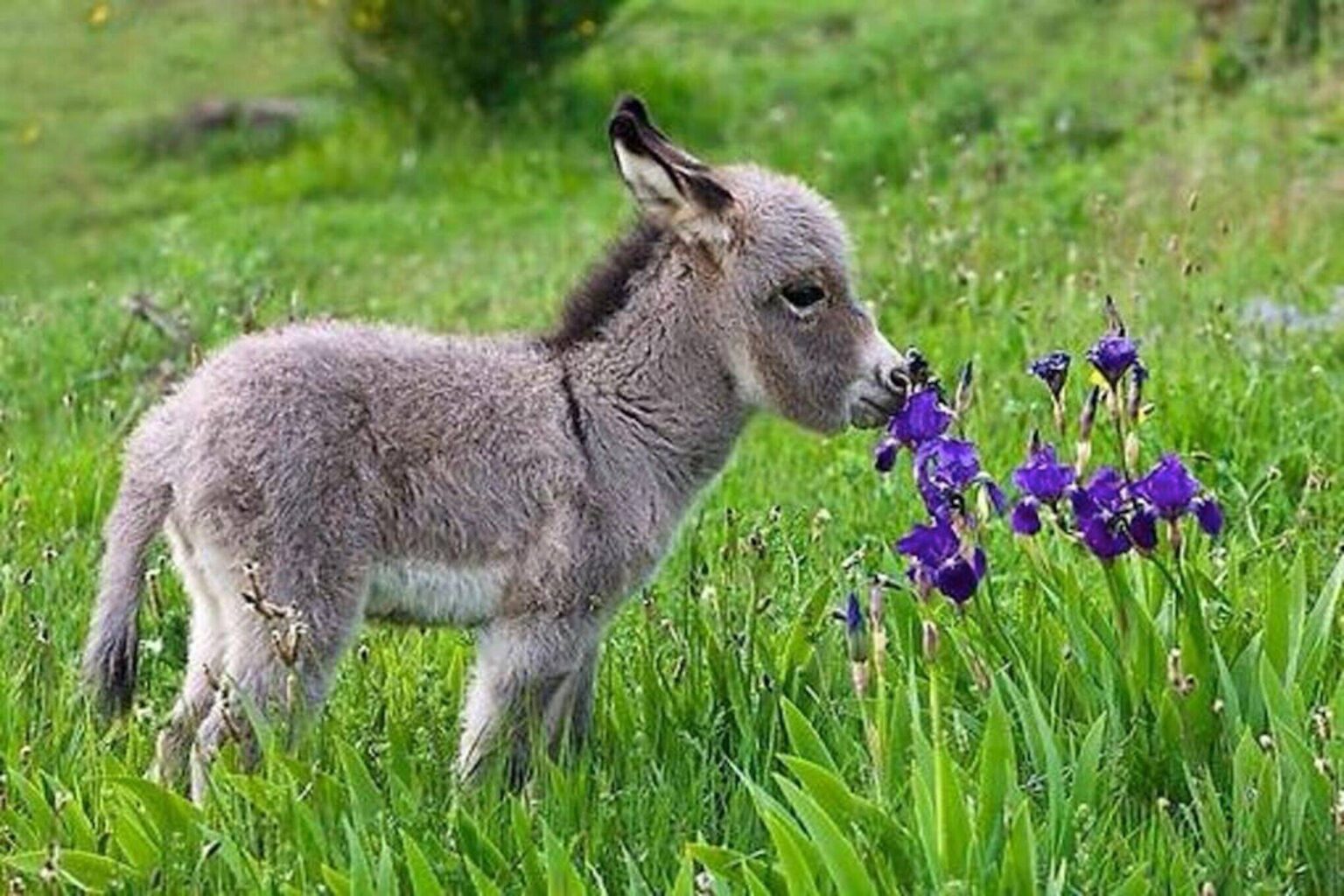 It may be easiest to get a dog or cat as a pet, but have you considered getting a baby donkey? Watch these baby donkey videos – you’ll soon be smitten.