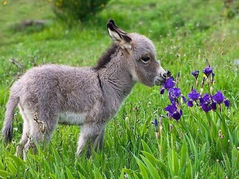 It may be easiest to get a dog or cat as a pet, but have you considered getting a baby donkey? Watch these baby donkey videos – you’ll soon be smitten.