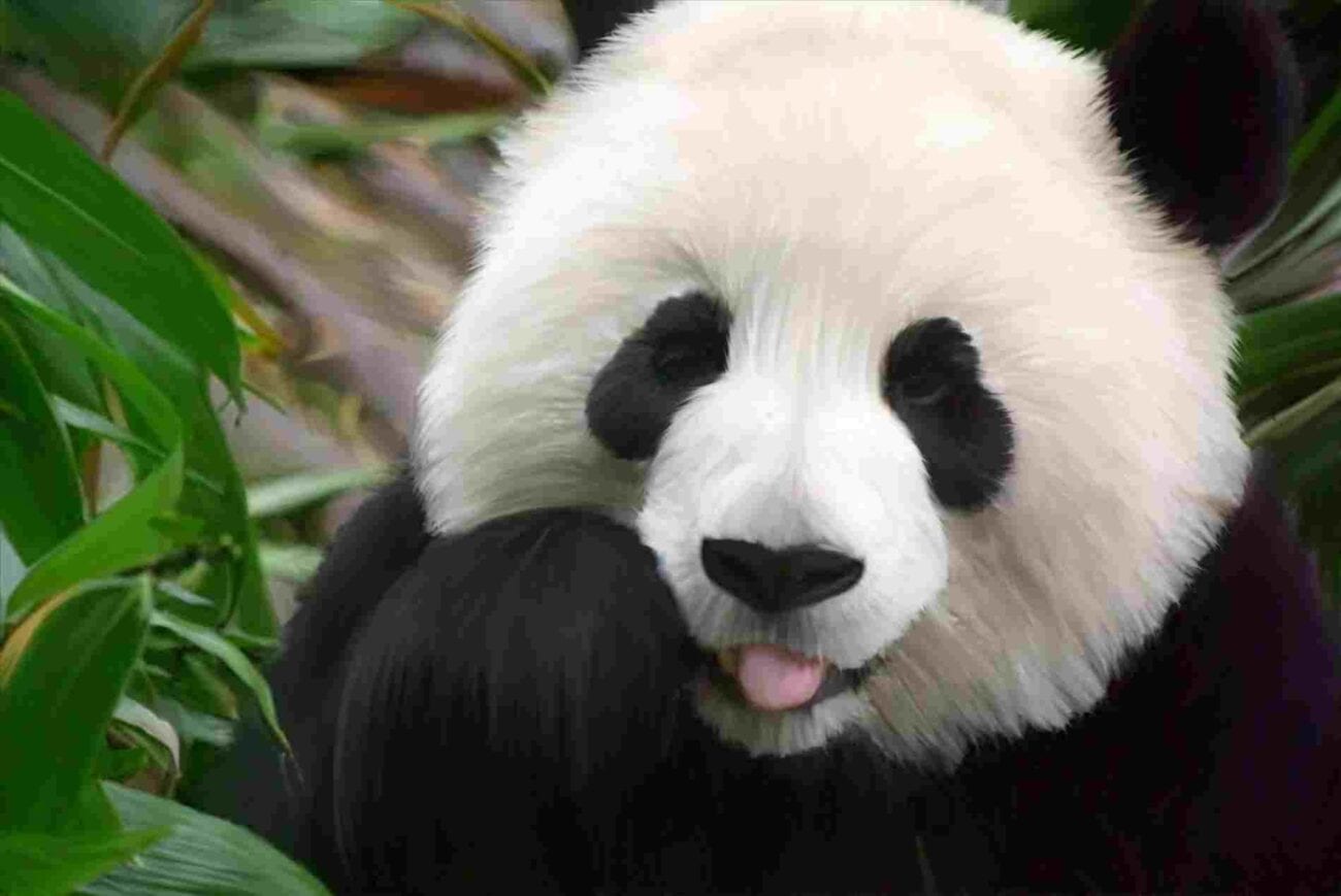add days to date pandas