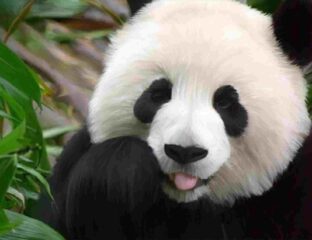 If you need that pick-me-up because the world has got you down, then look no further! Here are some extra cute videos all about pandas.