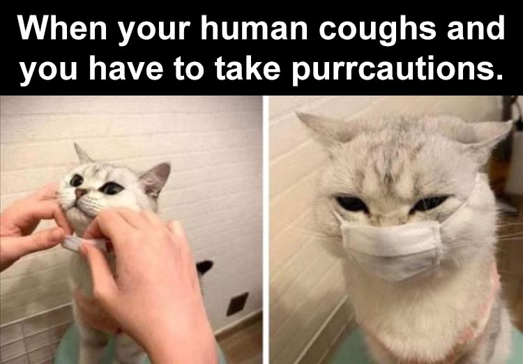 Brighten up your quarantine with these funny animal memes  Film Daily