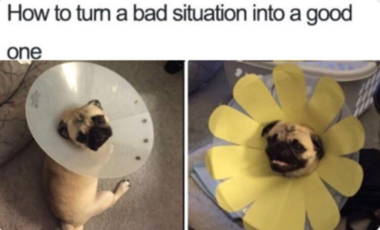 Enjoy some of the most popular wholesome memes on the internet – Film Daily