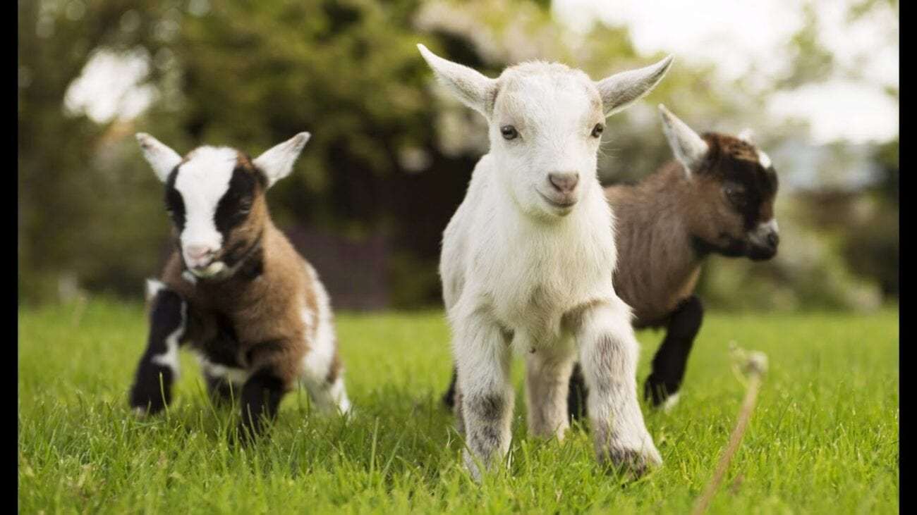 Goat videos make everyone happy! Check out these funny, heartwarming, and downright cute goats right now. They will make you smile!