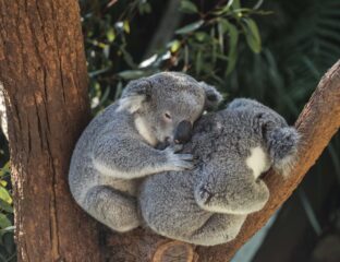 Are koalas going extinct? Discover the study of how cattle in Australia affect koalas and how one experiment could save their numbers.