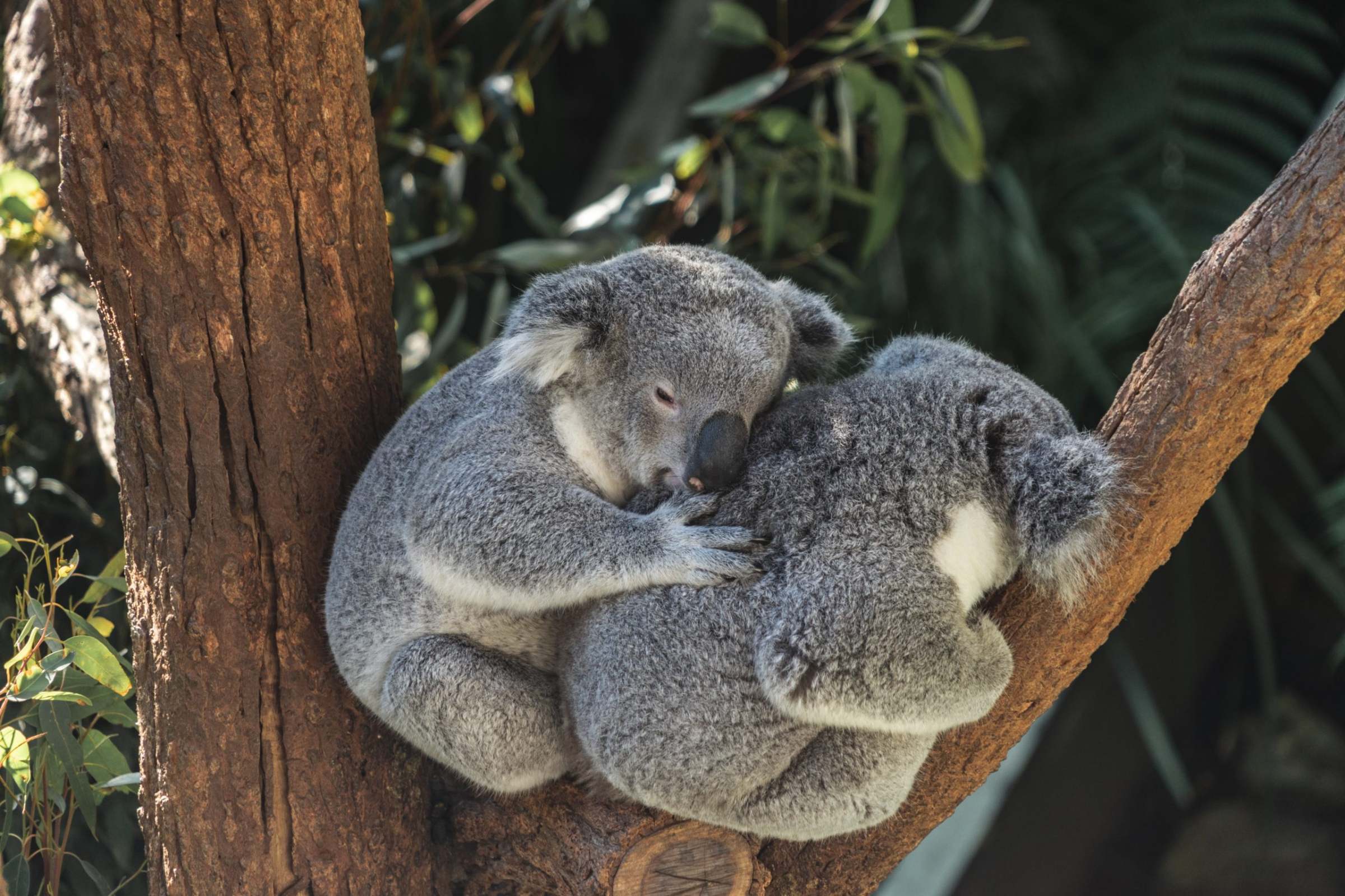 koalas koala extinct australia going unsplash adrian pereira east