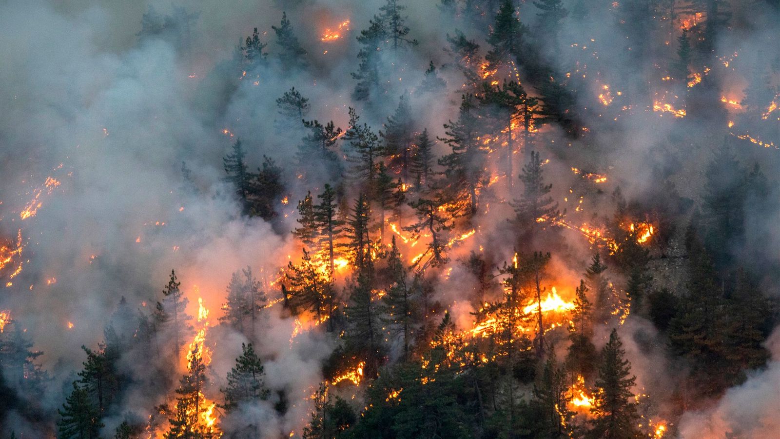 Лесные пожары видео. Лесные пожары. Самый сильный пожар в мире. Пожары в России. Лесные пожары в России.